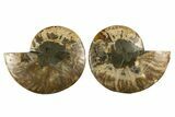 Cut & Polished, Agatized Ammonite Fossil - Madagascar #310720-1